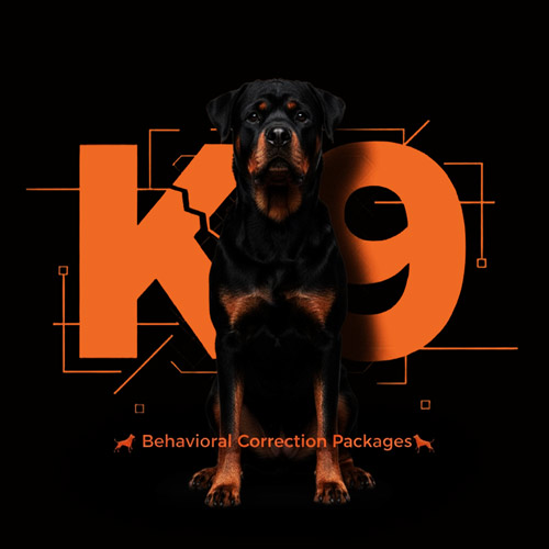 Obedience Training for Dogs