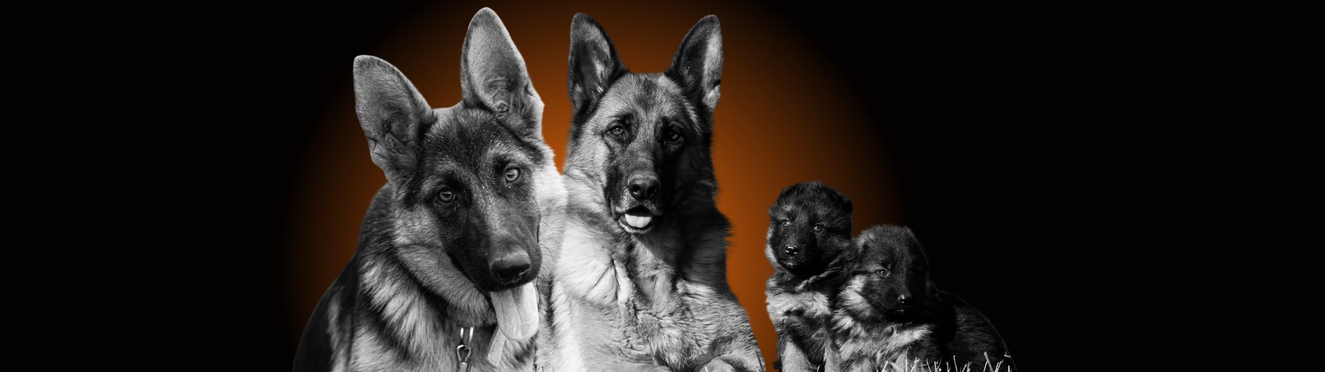 Future Protection Dog Breedings