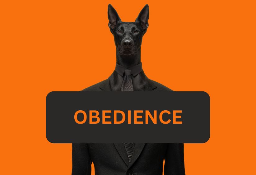 Dog Training Programs