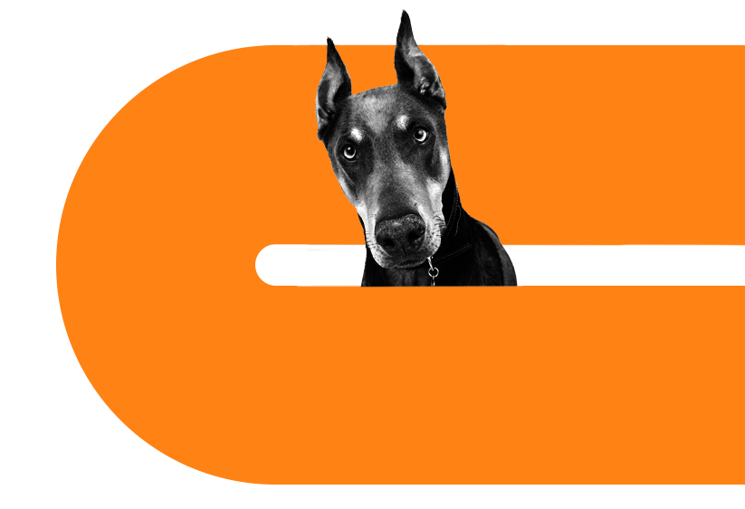 Dog training services