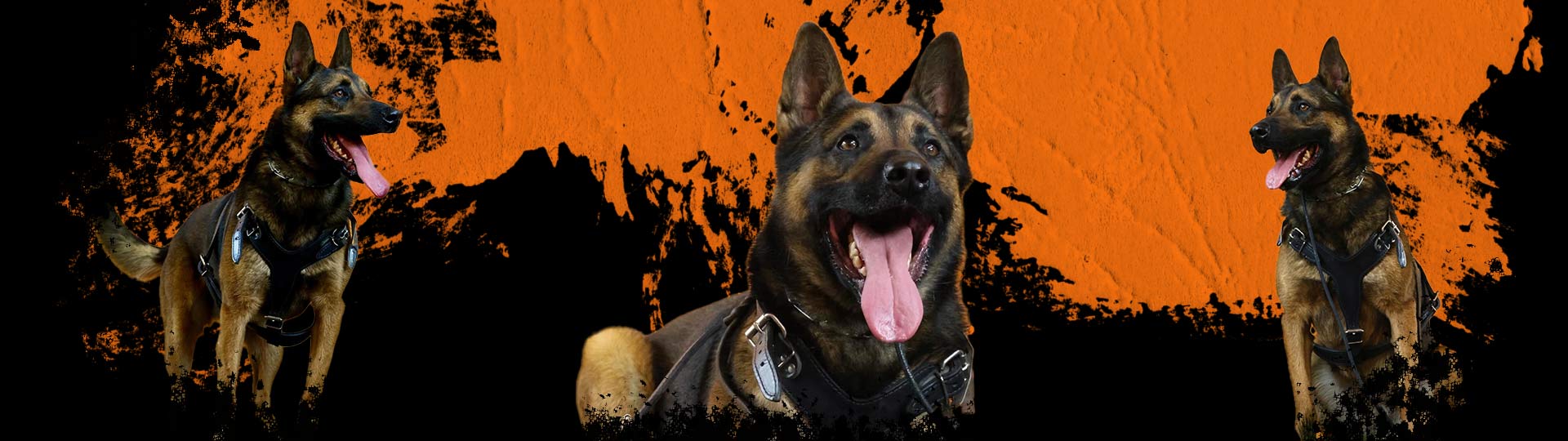 Protection Dogs for Sale