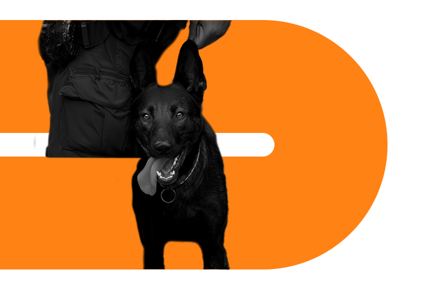 Dog training services