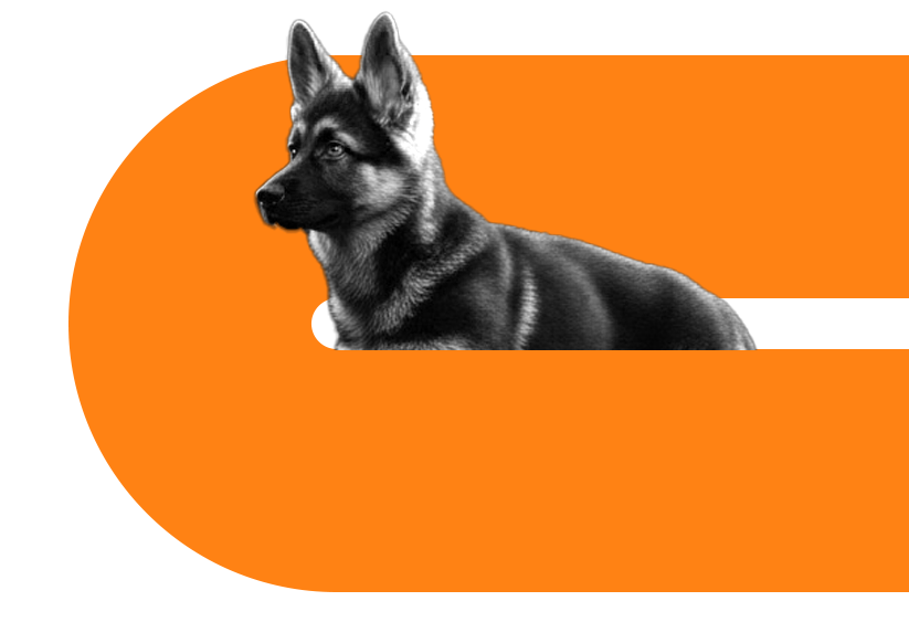 Dog training services